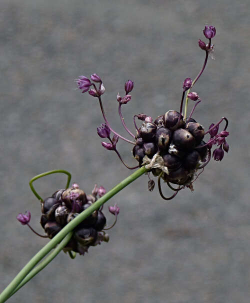 Allium scorodoprasum L.的圖片