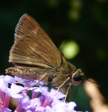 Image of Dun Sedge Skipper