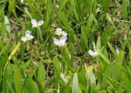 Imagem de Sagittaria subulata (L.) Buchenau