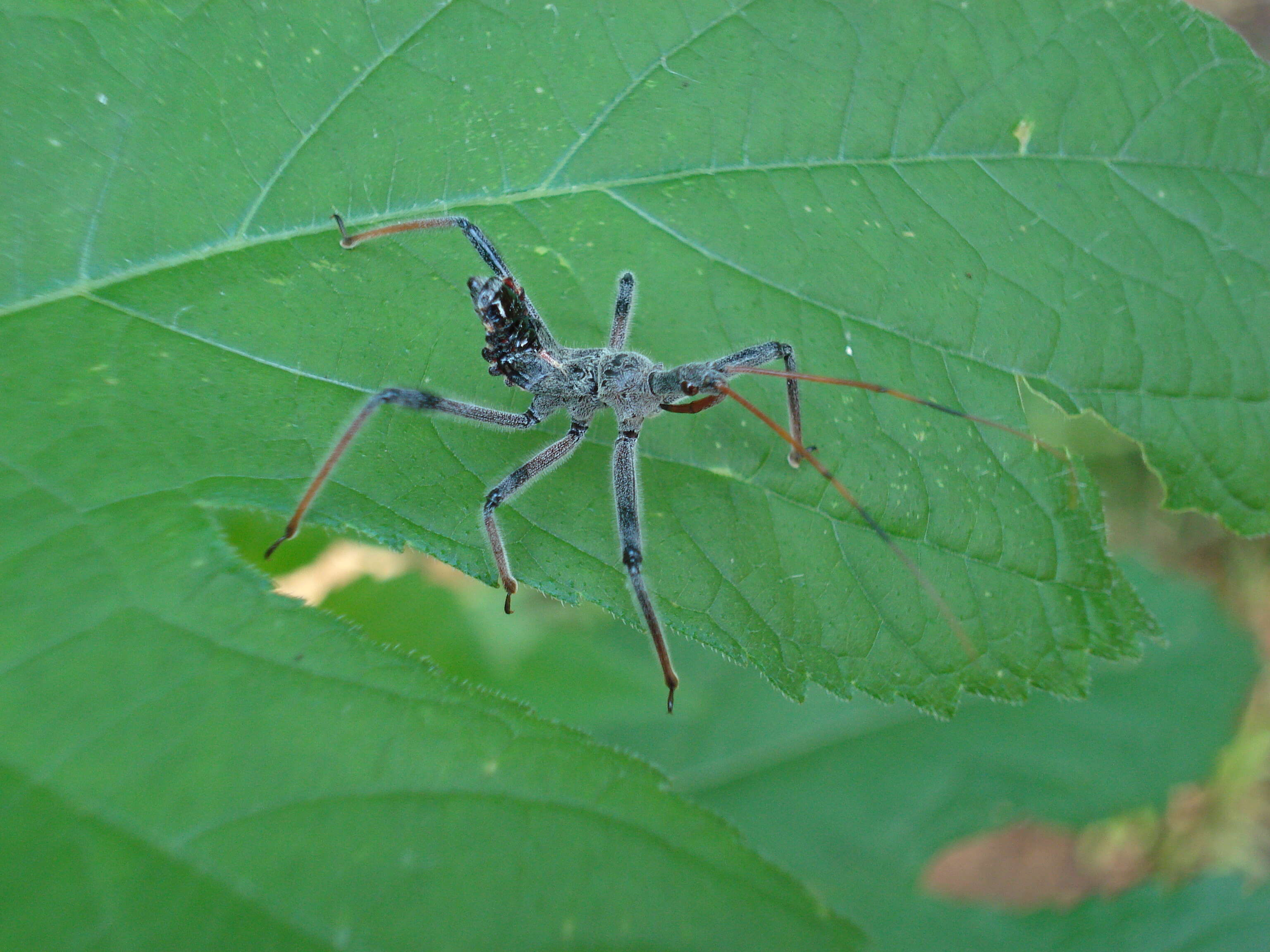 Image of Wheel Bug