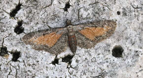 Image of tawny speckled pug