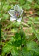 Image of Bicknell's cranesbill