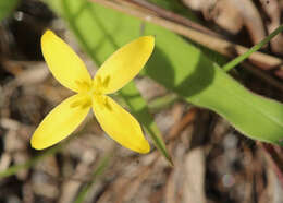 Image of fringed yellow star-grass