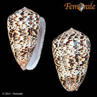 Image of cone snails