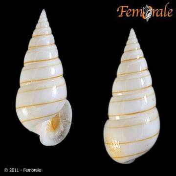 Image of <i>Pyramidella dolabrata</i> L. 1758