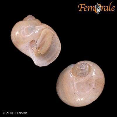 Image of moon snail