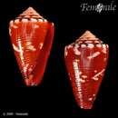 Image de Conus abrolhosensis Petuch 1987