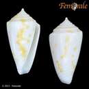 Image of Conus flavescens caribbaeus Clench 1942