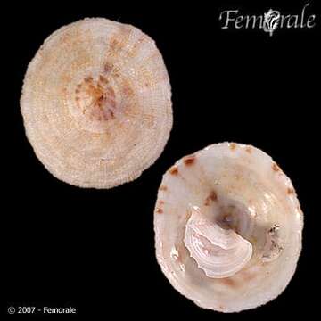Image of cup-and-saucer snails