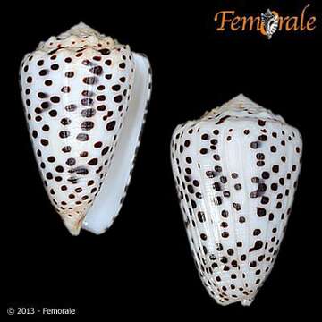 Image of cone snails