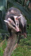 Image of White-eared Opossum