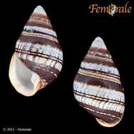 Image of achatinellid land snails