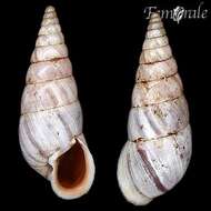 صورة Buliminidae