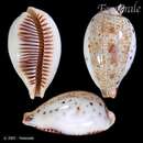 صورة Ficadusta pulchella (Swainson 1823)