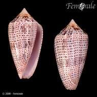 Image of Conasprella Thiele 1929