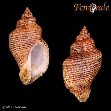 Image of Acanthinucella A. H. Cooke 1918