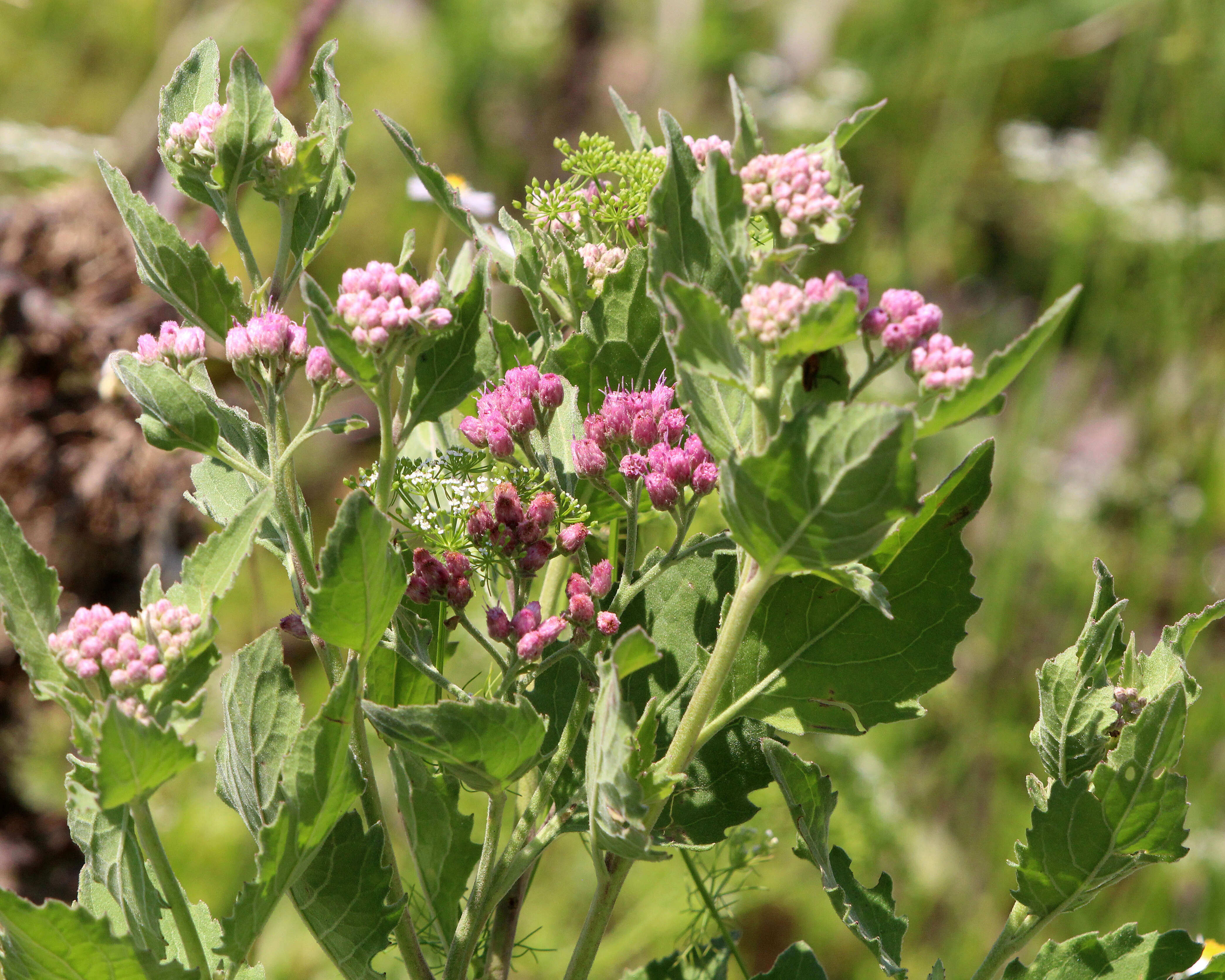 Pluchea odorata (L.) Cass. resmi