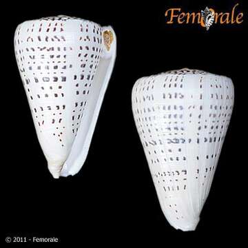 Image of cone snails