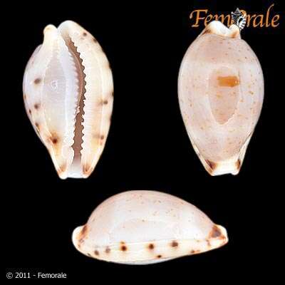 صورة <i>Cypraea contaminata</i> Sowerby 1832