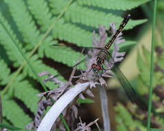 Image of Blue Dasher