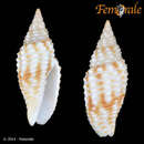 Image of <i>Subcancilla foveolata</i>