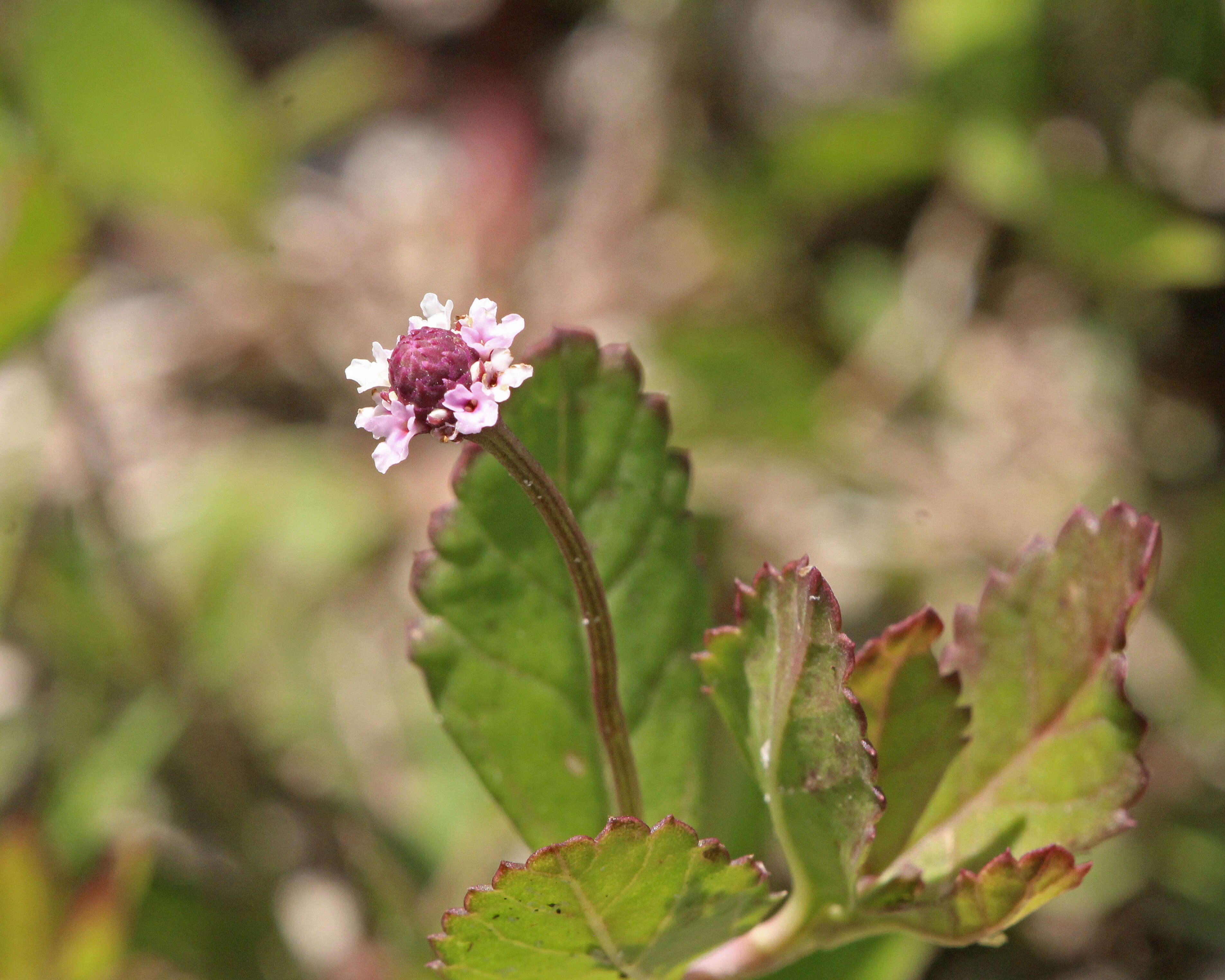 Plancia ëd Phyla nodiflora (L.) Greene