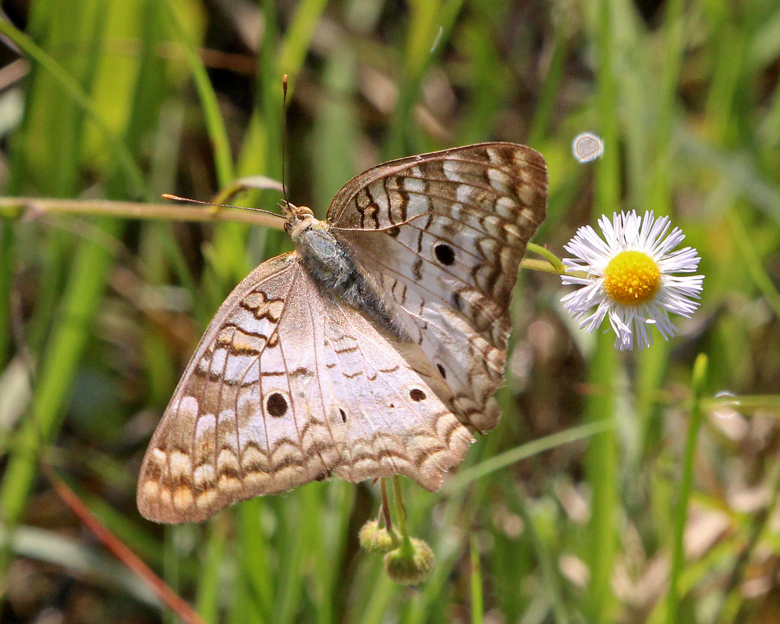 Image of White Peacock