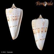 Image of cone snails