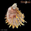 Spondylus versicolor Schreibers 1793 resmi