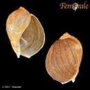 Image of Ample fragile buccinum