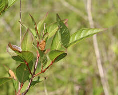 Image of common buttonbush