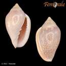 Image of Marginella irrorata Menke 1828