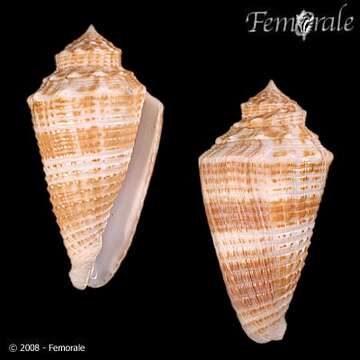 Image of Conus sulcocastaneus Kosuge 1981