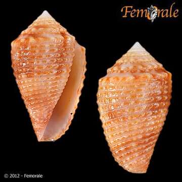 Image of Conasprella Thiele 1929