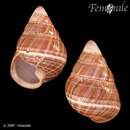 Imagem de <i>Achatinella cestus</i>