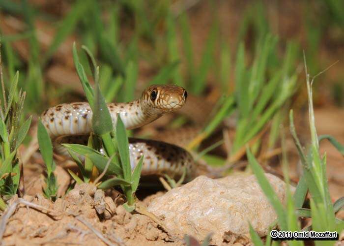 Image of Dotted Dwarf Snake