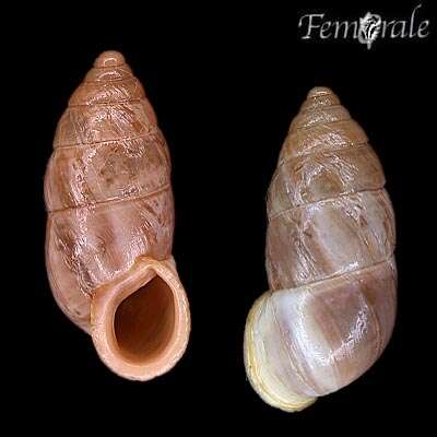 صورة Buliminidae