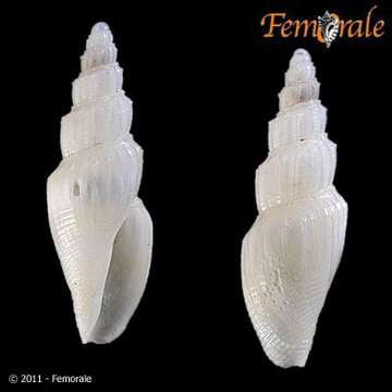 Belomitridae Kantor, Puillandre, Rivasseau & Bouchet 2012 resmi