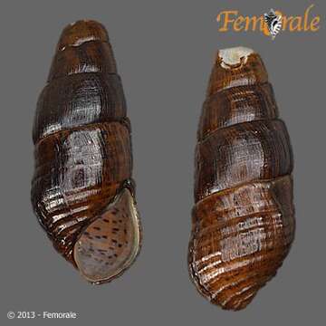 Image of Pachychilidae