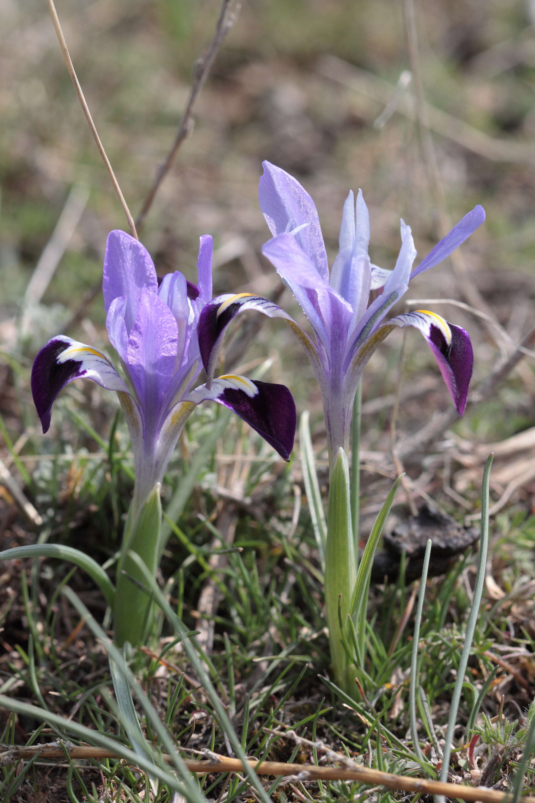 Image of Kolpakowski's Iris