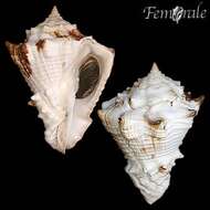 Imagem de Turbinellidae Swainson 1835