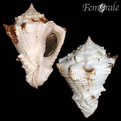 Imagem de Turbinellidae Swainson 1835