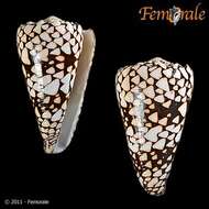 Image of cone snails