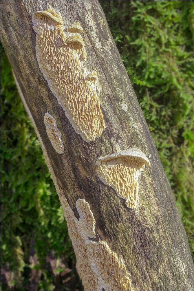 Image of Antrodia albida (Fr.) Donk 1966