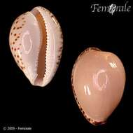 صورة Notocypraea Schilder 1927