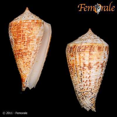 Image of cone snails