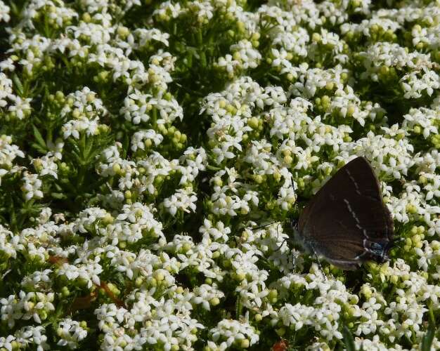 Image of Galium cespitosum Lam.