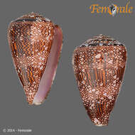 صورة Conus dalli Stearns 1873