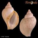 Image of Tulip whelk