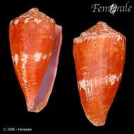 Imagem de Conus pseudocardinalis Coltro 2004